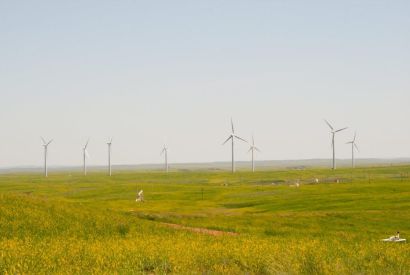 diamond-willow diamond-willow